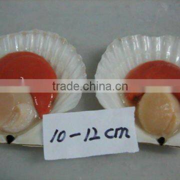 frozen scallops(half shell),IQF