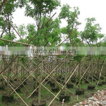 Cassia fistula outdoor tropical trees