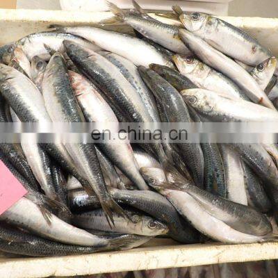 Good Quality IQF Frozen Sardine Fish Fillet for Processing photo-3