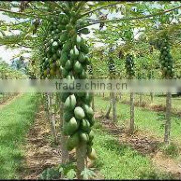 Suvimie Papaya photo-2