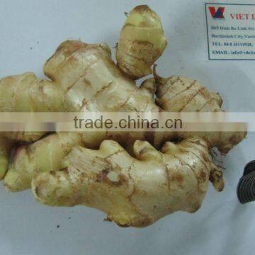 VIETNAM FRESH GINGER