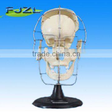 high quality factory price human skeleton skull model with sparated