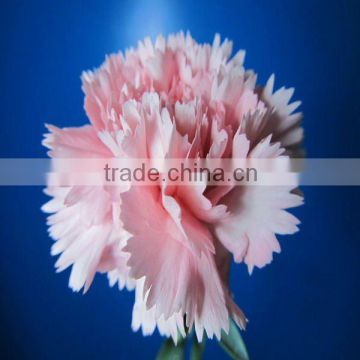 Alibaba China supplier wholesale fresh carnations/fresh carnation flowers