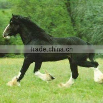 Horse Oil Painting ( ), Item No.HR/PG4U/10