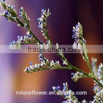 china online shopping high quality fresh cut flowers Limonium for sale