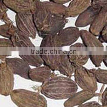 Greater Cardamum