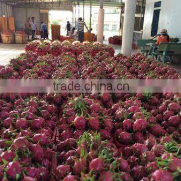 Red Heart Fresh Dragon Fruit photo-2