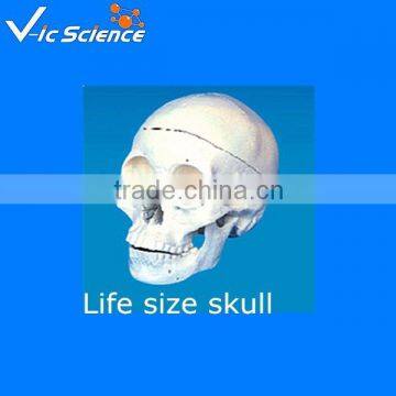 Life-Size Replica Skull