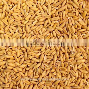 Australian Naked Oats (Hulled Oats)