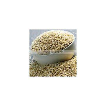 INDIAN QUINOA
