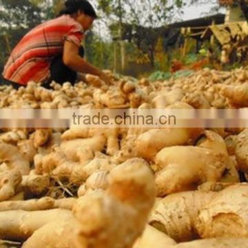 Ginger Viet Nam 2014