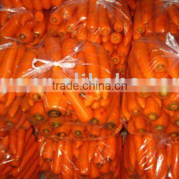 Hot-sell Fresh Carrot