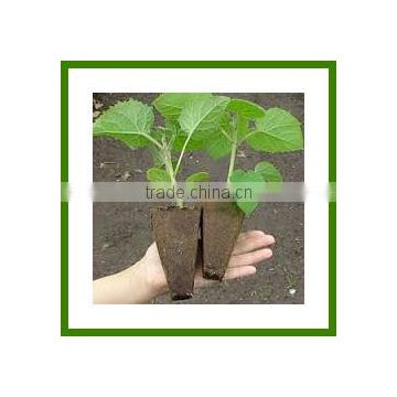 Fast Growing Tree Seeds-Paulownia Elongata Seed/Paulownia Tomentosa Seeds/Paulownia Seed For Planting