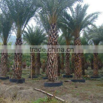 Hot Wholesale Outdoor Ornamental Decrotive Landscaping Phoenix Sylvestris Palm Trees Plants