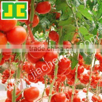 Pure Tomato Extract Lycopene Powder