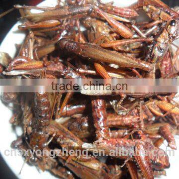 Microwave Dried Locusts For Bird & Fish Food