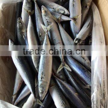 EEC,HACCP Certification and Whole Part Frozen Mackerel Scomber Scombrus photo-4