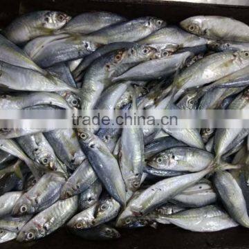 New Season Horse Mackerel Trachurus Japnonicus for Sale photo-4