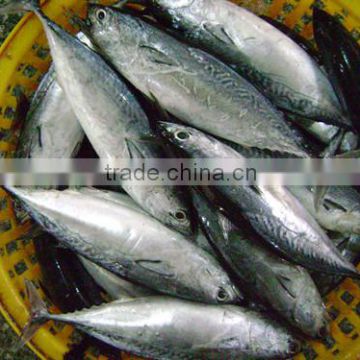 Hot sale Frozen striped bonito Exporting 400g 500g