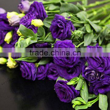 Fashion new arrival long last eustoma