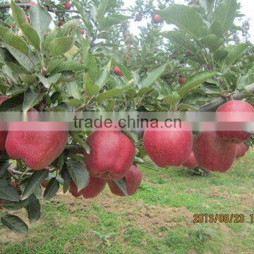 fresh Huaniu apple from China,fresh apple