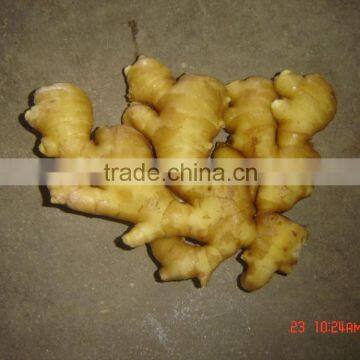 Yellow Ginger for Sale