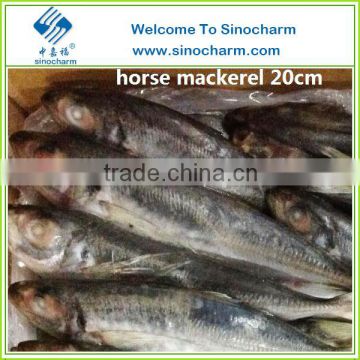 IQF Whole round Horse Mackerel