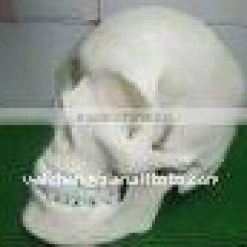 Human Skull Model (medical anatomical model)