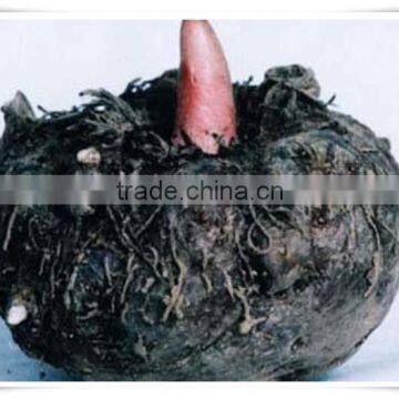 FDA Shirataki Spaghetti photo-4