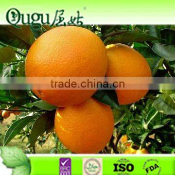 2016 China fresh Juicy Sweet Citrus