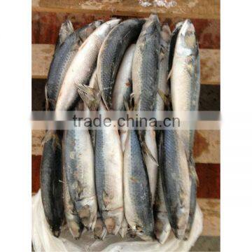 Whole round pacific mackerel in stock