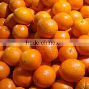 Chinese Fresh Orange