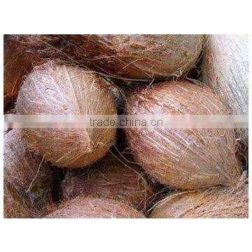 High quality south Indian coconut