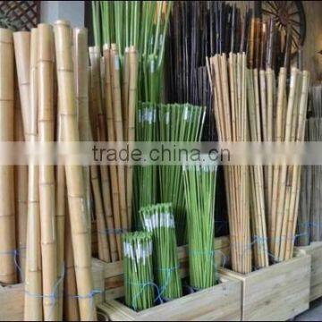 Phyllostachys Heterocycla (Carr.) Mitford Cv. Pubescens & Bamboo photo-4