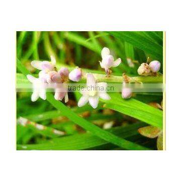 Dwarf Lilyturf Tuber China herb