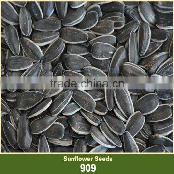 909 Black with White Strip Sunflower Seed Market Price