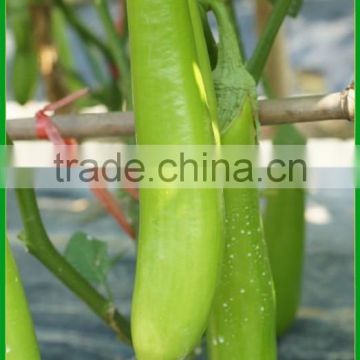 NE05 Hanjian hybrid best eggpalnt seeds manufaturer