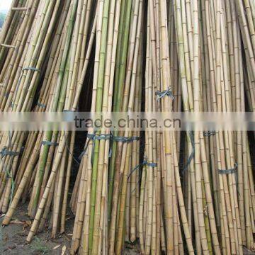 Green and Yellow Bamboo Bamboo pole