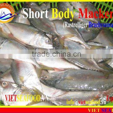 FROZEN SHORT BODY MACKEREL WHOLE ROUND