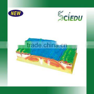 Classroom Teaching Geography Educational Model photo-3