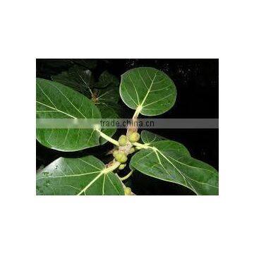 FICUS BENGALENSIS photo-2