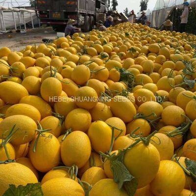 Hybrid f1 yellow skin orange flesh sweet melon seeds Xingha