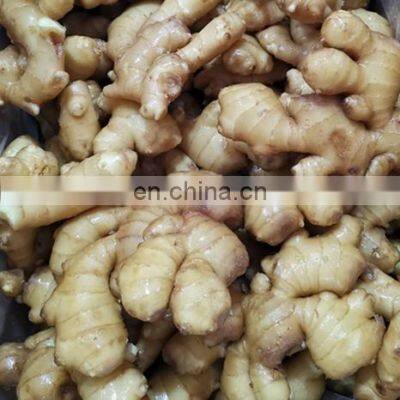 New Crop High Quality Chinese Ginger Fresh Ginger photo-5