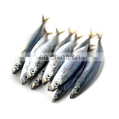 frozen layang scad  muroaji frozen round scad fish Decapterus macrosoma