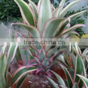 Cut Fresh eucomis comosa big discount fresh cut flowers