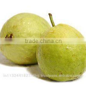 Pink ,White Guava Export in India photo-3