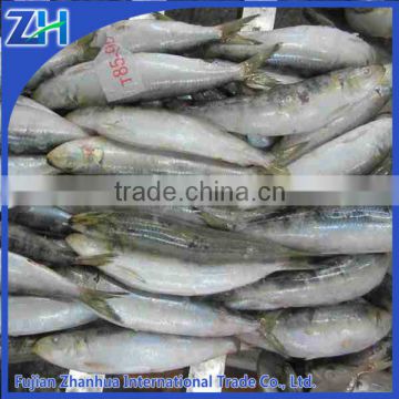 frozen indian sardine for tuna bait