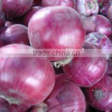 onion cold storage