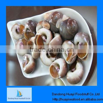 Frozen cooked moon snail