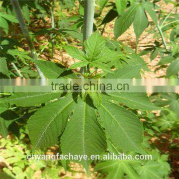 Heath Care Guilin Mountain Tea Green Tea photo-2